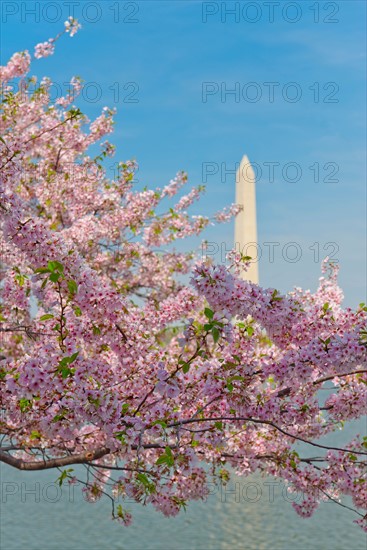 USA, Washington DC. Cherry blossom with Washington Monument in background.