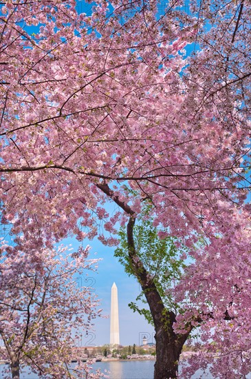 USA, Washington DC. Cherry blossom with Washington Monument in background.