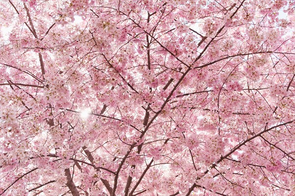 USA, Washington DC. Cherry blossom.