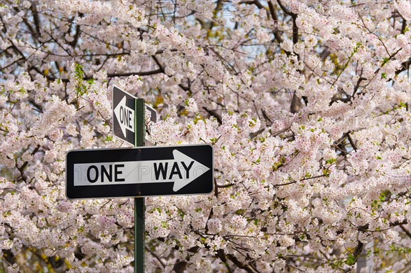 USA, New York, New York City. One way sign among cherry trees in blossom.