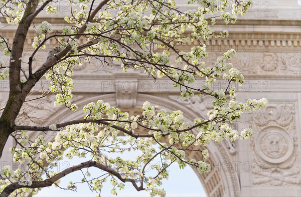 USA, New York, New York City. Close up of blooming trees in Washington Square Park.