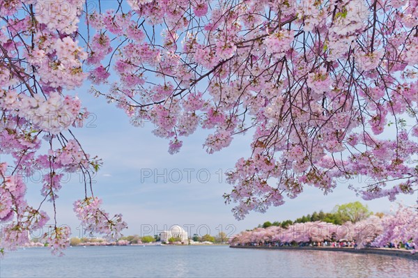 USA, Washington DC. Cherry tree in blossom with Jefferson Memorial in background.