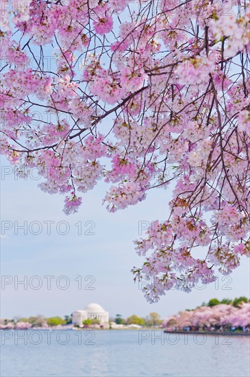 USA, Washington DC. Cherry tree in blossom with Jefferson Memorial in background.