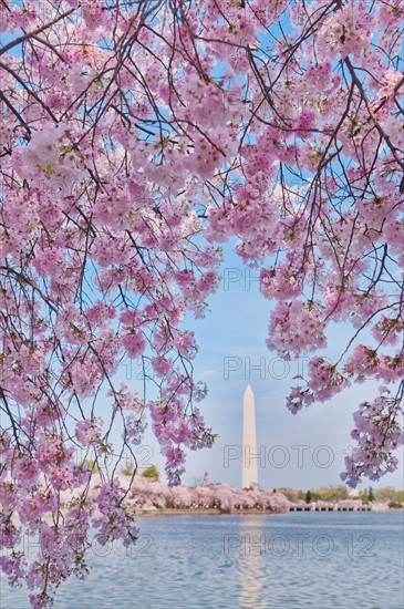 USA, Washington DC. Cherry tree in blossom with Jefferson Memorial in background.