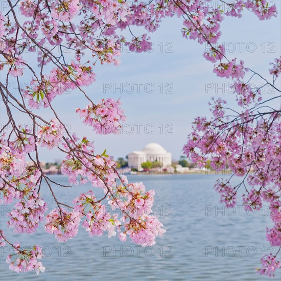 USA, Washington DC. Cherry tree in blossom with Jefferson Memorial in background.