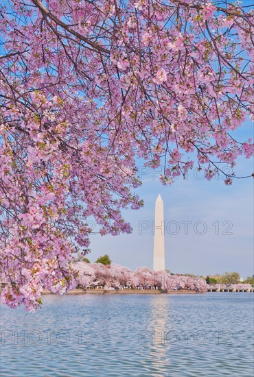 USA, Washington DC. Cherry tree in blossom with Jefferson Memorial in background.