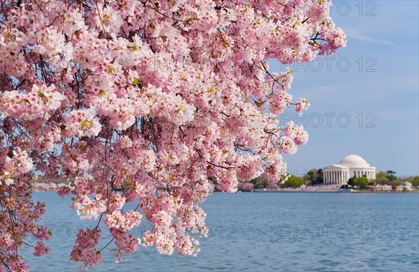 USA, Washington DC. Cherry tree in blossom with Jefferson Memorial in background.