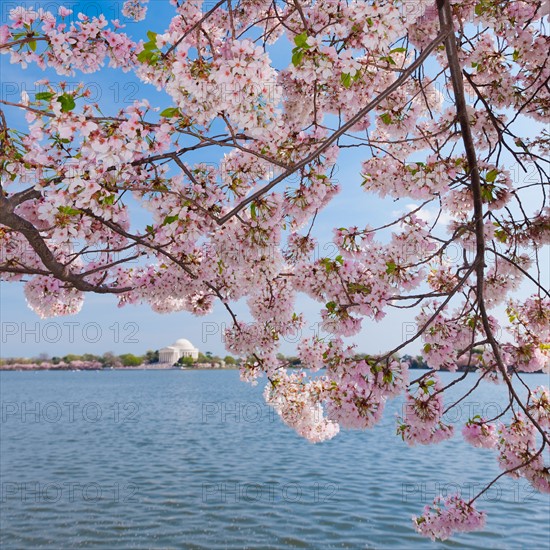 USA, Washington DC. Cherry tree in blossom with Jefferson Memorial in background.