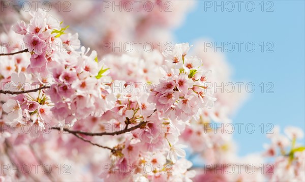 USA, Washington DC. Cherry tree in blossom.