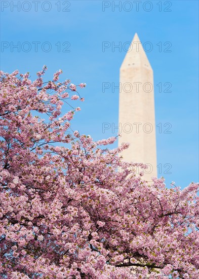 USA, Washington DC. Cherry tree in blossom with Jefferson Memorial in background.