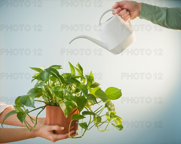 Close up of man's and woman's hands watering potted plant, studio shot. Photo : Jamie Grill