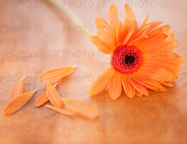 Close up of Chrysanthemum with fallen petals, studio shot. Photo : Daniel Grill