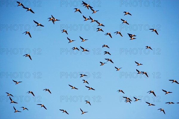 Flock of birds on blue sky. Photo : fotog