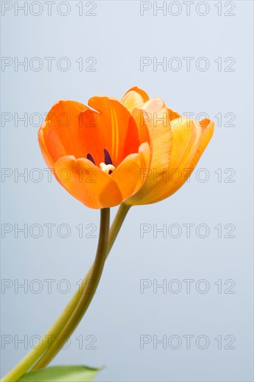 Studio shot of yellow tulips. Photo : Kristin Lee