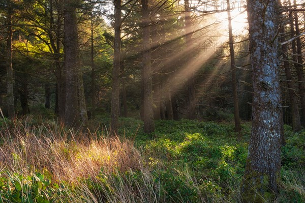 USA, Oregon, Tillamook County. Sunbeams in forest. Photo : Gary Weathers