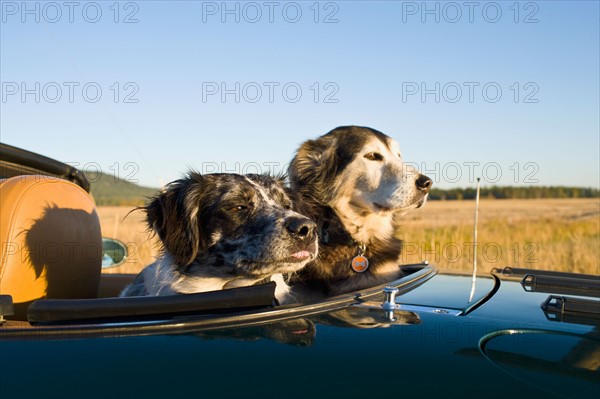USA, Montana, Whitefish. Two dogs sitting on rear seats of convertible car during road trip. Photo : Noah Clayton