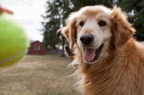 USA, Montana, Whitefish. Cute Golden Retriever playing with tannins ball. Photo : Noah Clayton