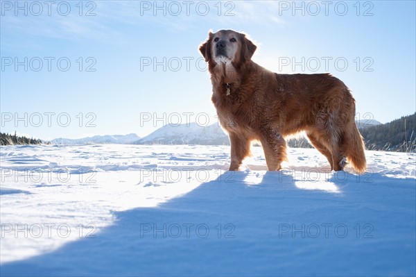 USA, California,Lake Tahoe. Golden Retriever standing in winter scenery. Photo : Noah Clayton