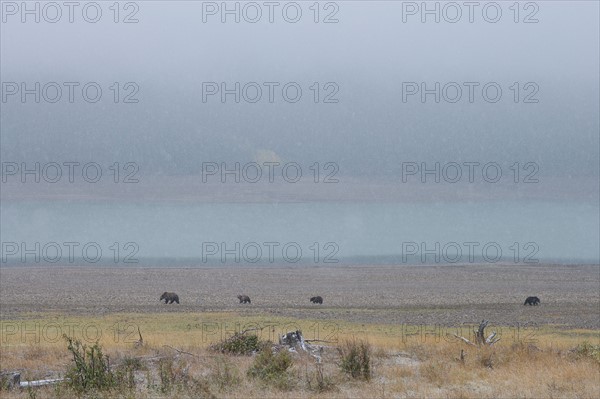 USA, Montana, Glacier National Park. Bears walking on prairie. Photo : Noah Clayton