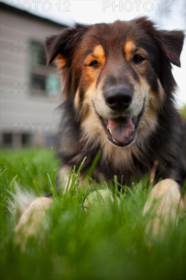 Portrait of cute dog laying on lawn. Photo : Noah Clayton