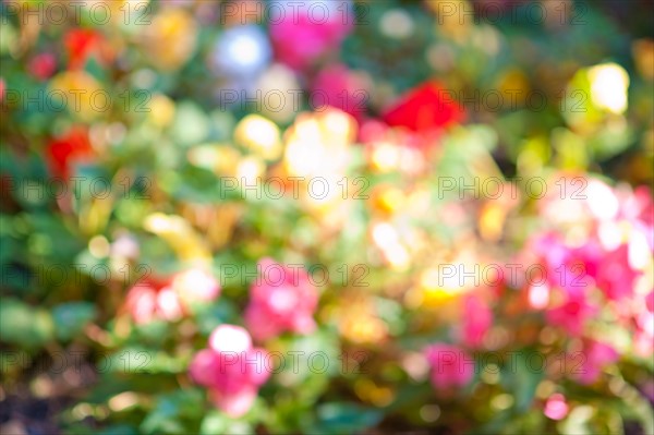 Canada, Ontario, Toronto, Defocused flowers. Photo : Elena Elisseeva