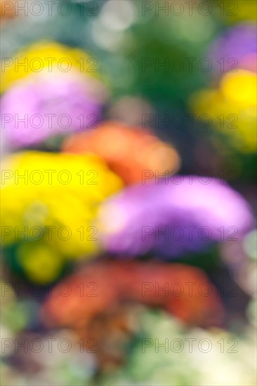 Canada, Ontario, Toronto, Defocused flowers. Photo : Elena Elisseeva