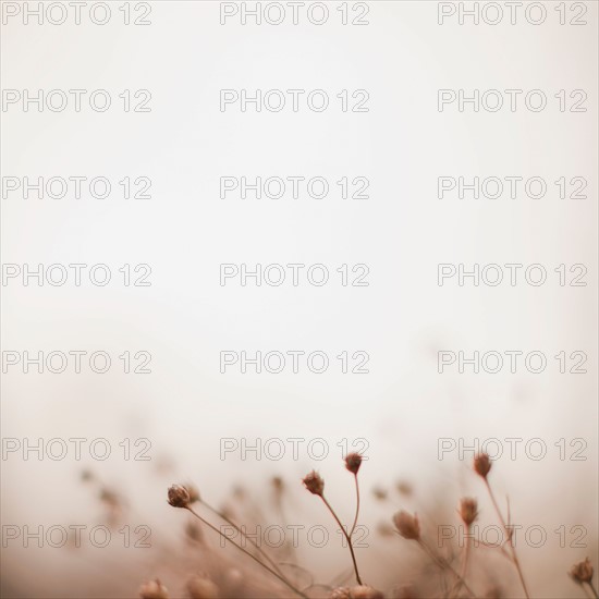 Autumn foliage on foggy background. Photo : Jessica Peterson