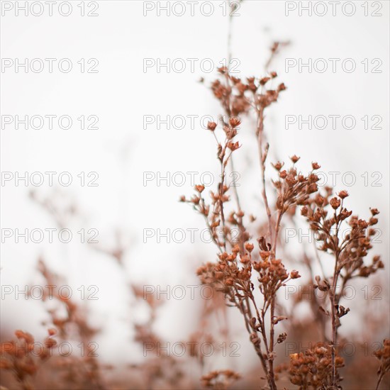 Autumn foliage on foggy background. Photo : Jessica Peterson