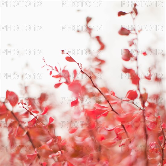 Autumn foliage on foggy background. Photo : Jessica Peterson