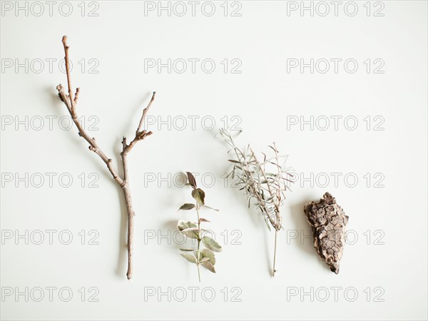 Close-up studio shot of various vegetation forms. Photo : Jessica Peterson