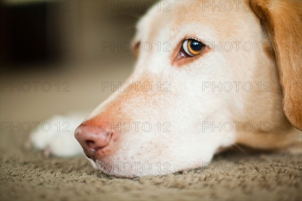 Portrait of beige dog. Photo : Jessica Peterson