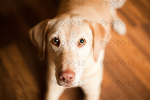 Portrait of beige dog. Photo : Jessica Peterson