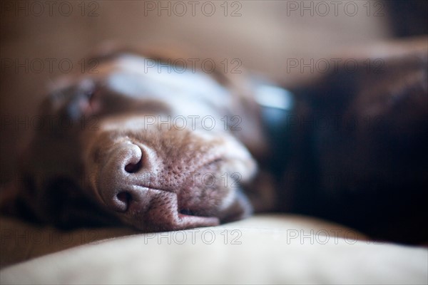 Dog lying on sofa. Photo : Jessica Peterson