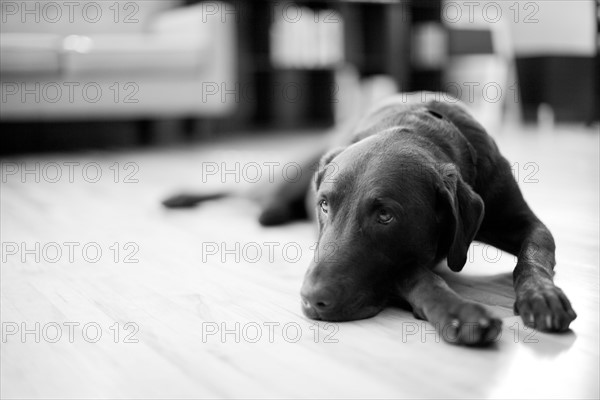 Dog lying in living room. Photo : Jessica Peterson