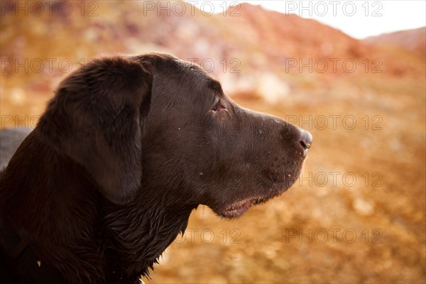 Portrait of dog. Photo : Jessica Peterson