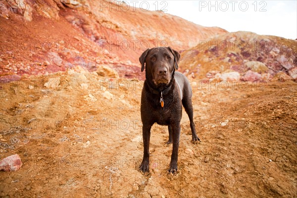 Portrait of dog. Photo : Jessica Peterson