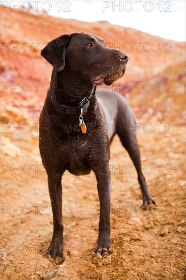 Portrait of dog. Photo : Jessica Peterson