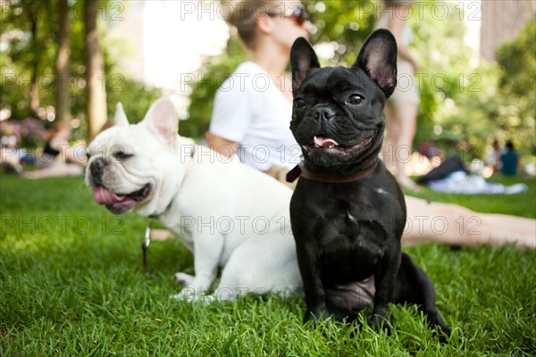 USA, New York, New  York City. Portrait of two French Bulldogs sitting on grass. Photo : Jessica Peterson