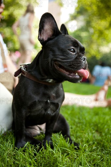 USA, New York, New  York City. Portrait of French Bulldog sitting on grass. Photo : Jessica Peterson