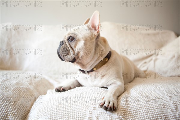 Portrait of French Bulldog lying down on sofa. Photo : Jessica Peterson