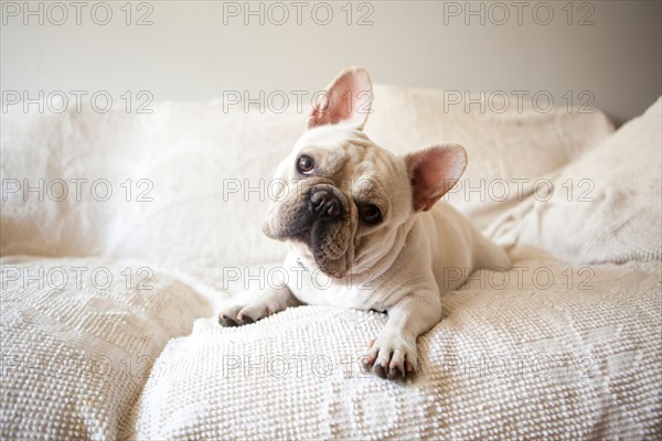 Portrait of French Bulldog lying down on sofa. Photo : Jessica Peterson