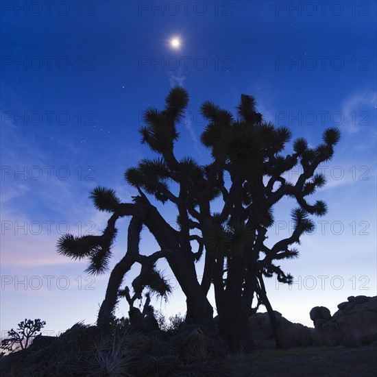 USA, California, Joshua Tree National Park at dusk.
