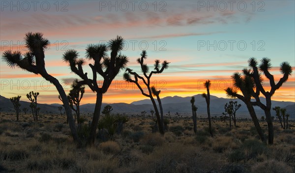 USA, California, Joshua Tree National Park at sunset.