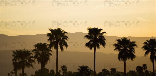 USA, California, Palm Springs, Palm trees silhouetted at sunset.