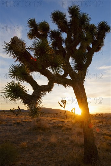 USA, California, Joshua Tree National Park at sunset.