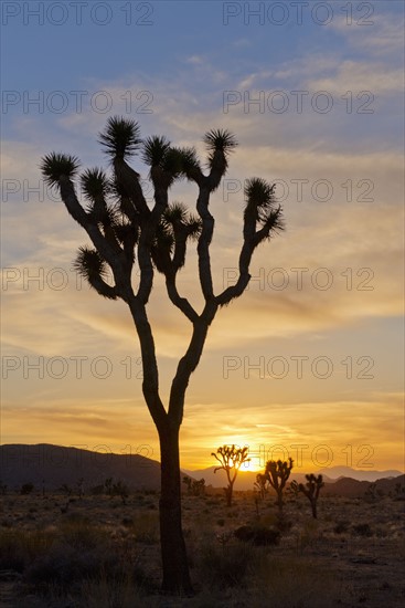 USA, California, Joshua Tree National Park at sunset.