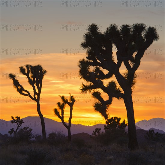 USA, California, Joshua Tree National Park at sunset.