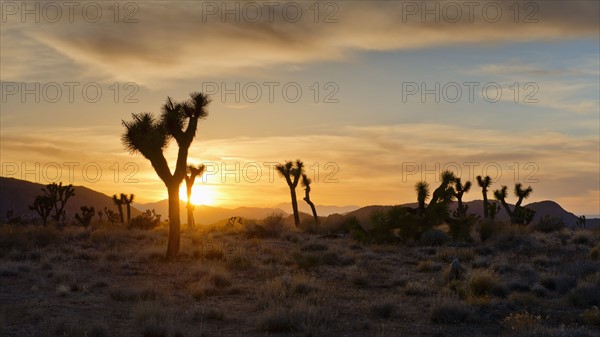 USA, California, Joshua Tree National Park at sunset.