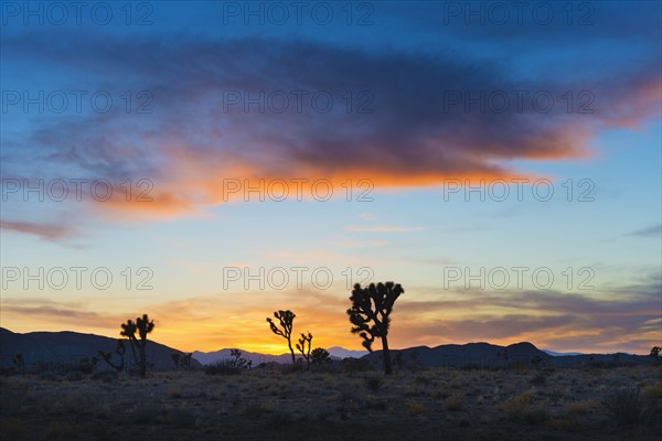 USA, California, Joshua Tree National Park at sunset.