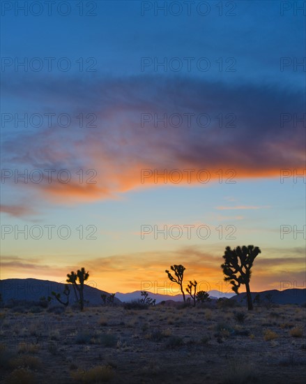 USA, California, Joshua Tree National Park at sunset.